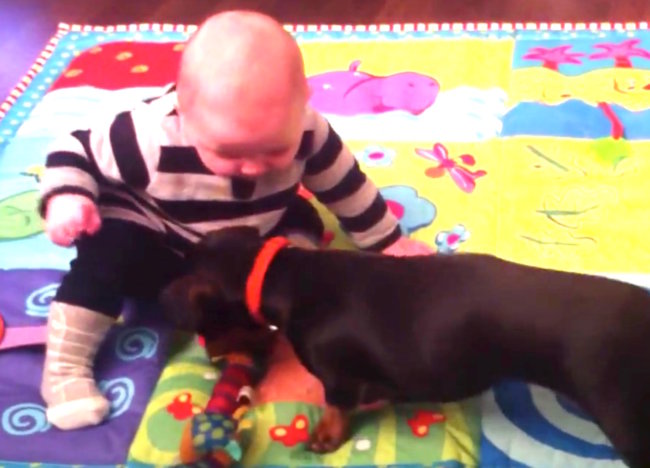 ダックスフンド,動画