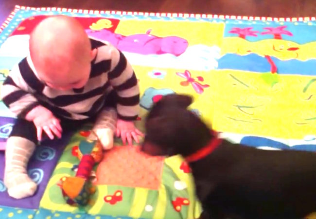 ダックスフンド,動画