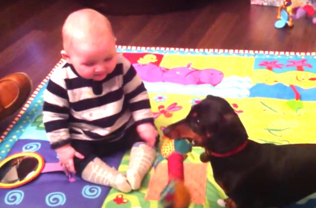 ダックスフンド,動画