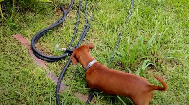 ダックスフンド,動画