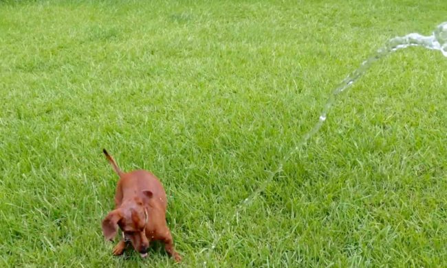 ダックスフンド,動画