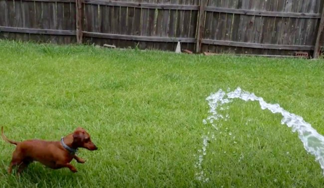 ダックスフンド,動画