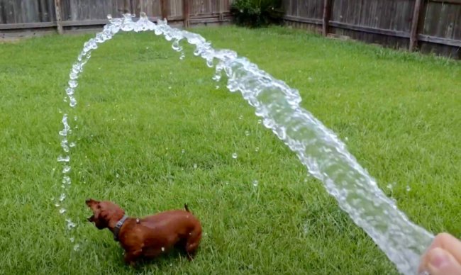 ダックスフンド,動画