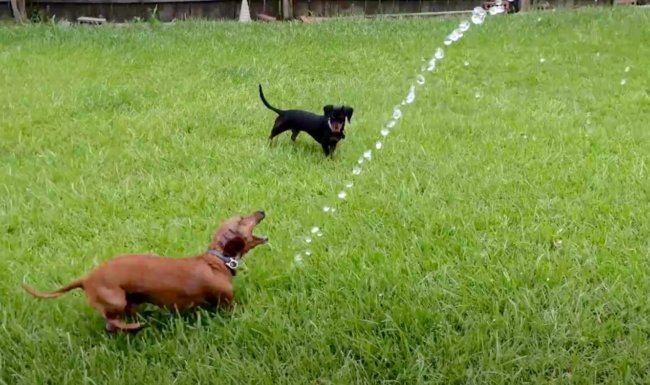 ダックスフンド,動画