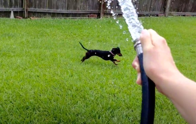 ダックスフンド,動画