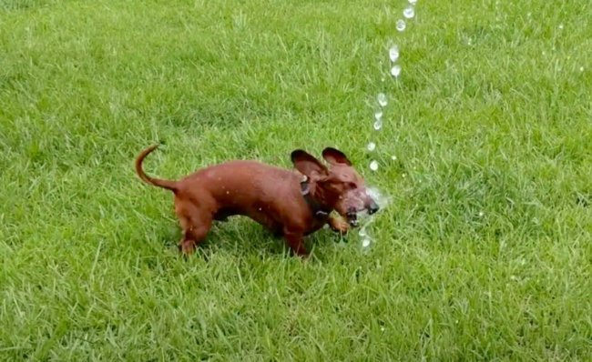 ダックスフンド,動画