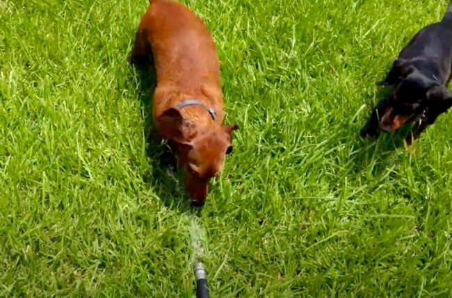 ダックスフンド,動画