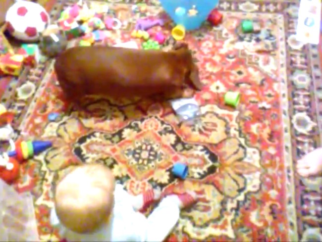 ダックスフンド,動画