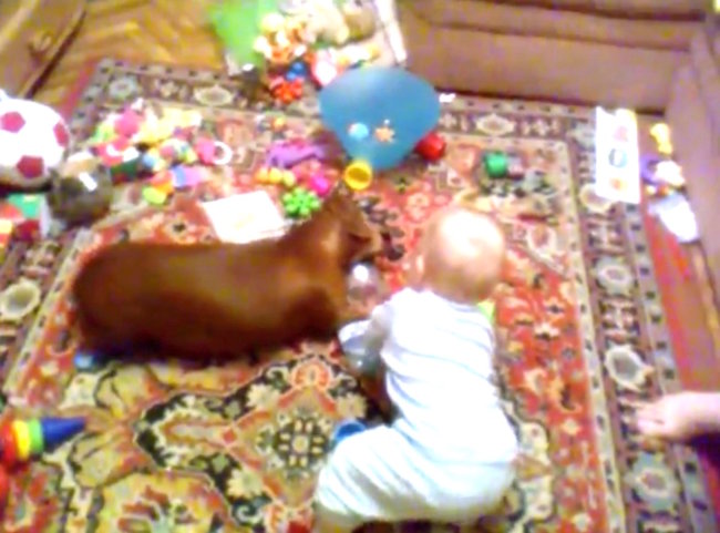 ダックスフンド,動画