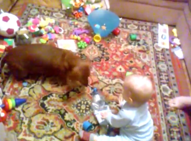 ダックスフンド,動画