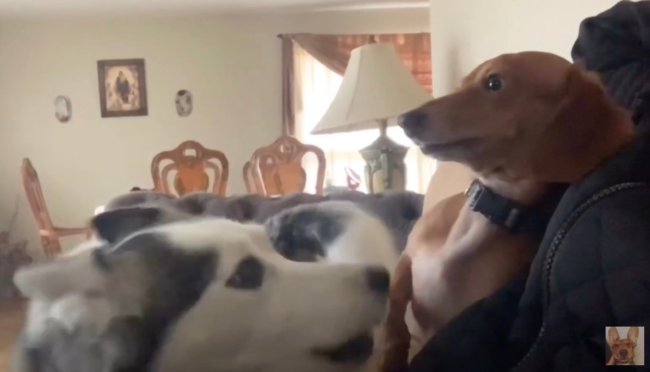 ダックスフンド,動画