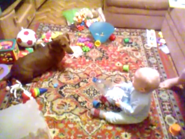 ダックスフンド,動画