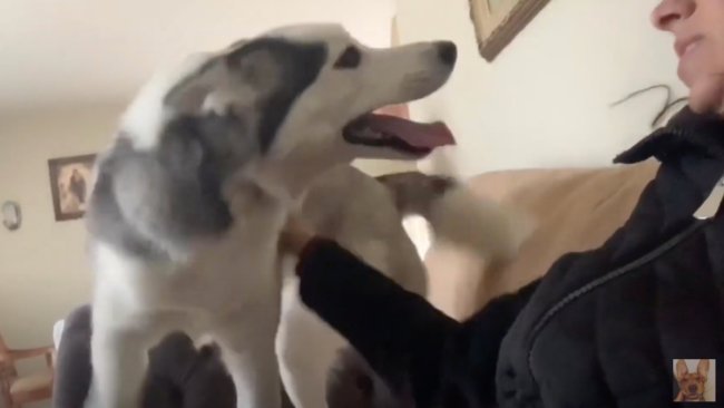 ダックスフンド,動画