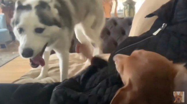 ダックスフンド,動画