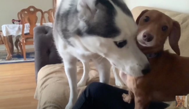 ダックスフンド,動画