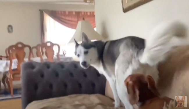 ダックスフンド,動画