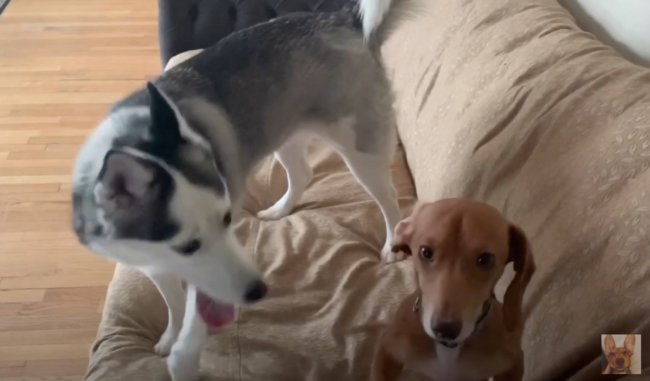 ダックスフンド,動画