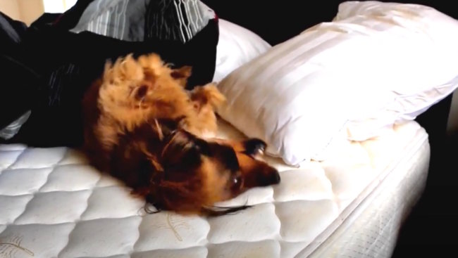 ダックスフンド,動画