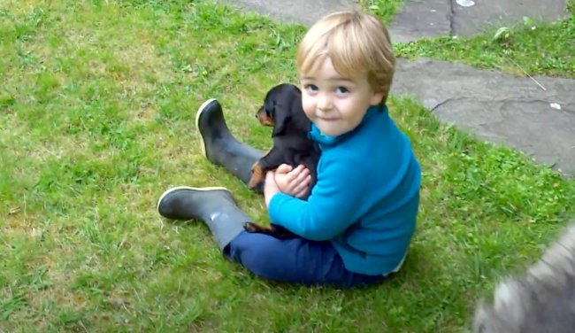 ダックスフンド,動画