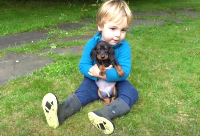 ダックスフンド,動画