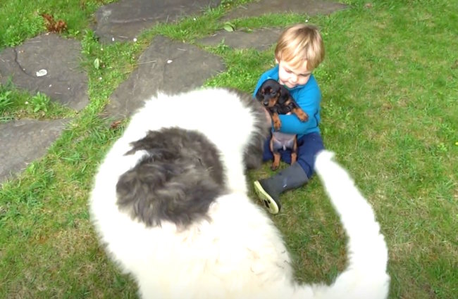 ダックスフンド,動画