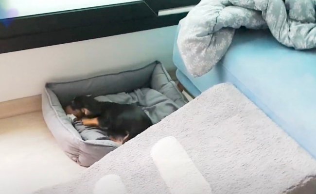 ダックスフンド,動画