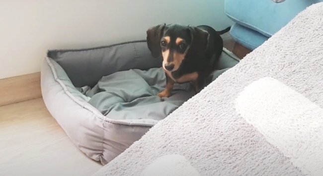 ダックスフンド,動画