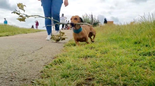 ダックスフンド,動画