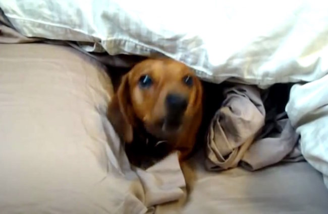 ダックスフンド,動画