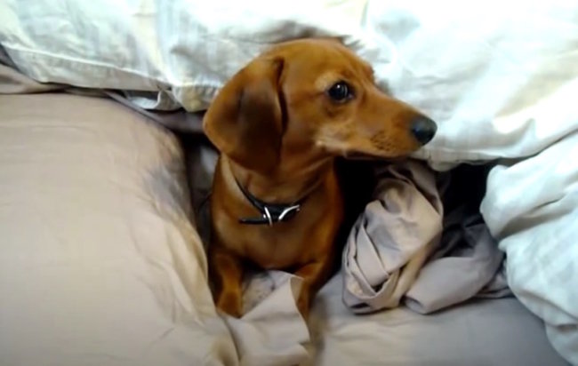 ダックスフンド,動画