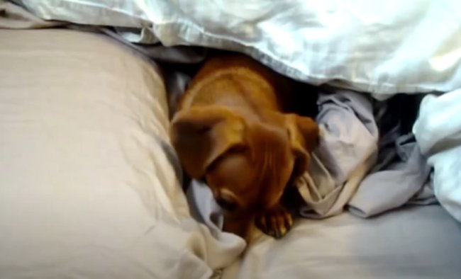 ダックスフンド,動画