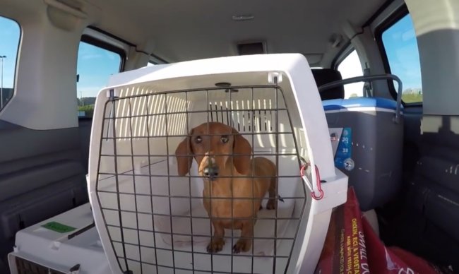 ダックスフンド,動画