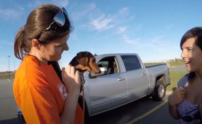 ダックスフンド,動画