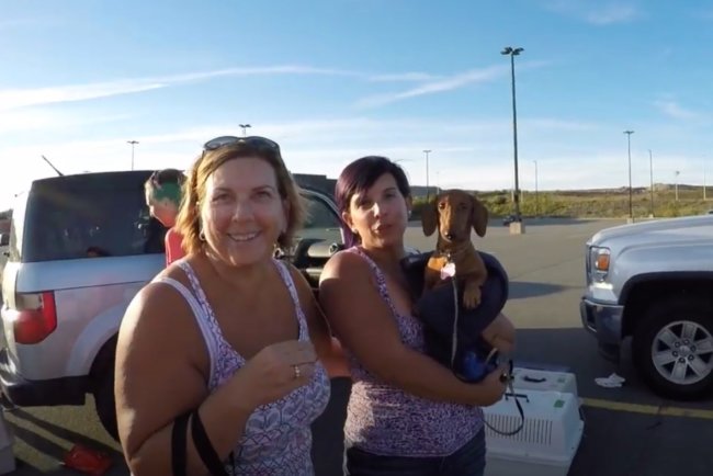 ダックスフンド,動画