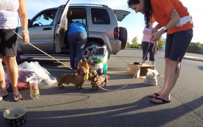 ダックスフンド,動画