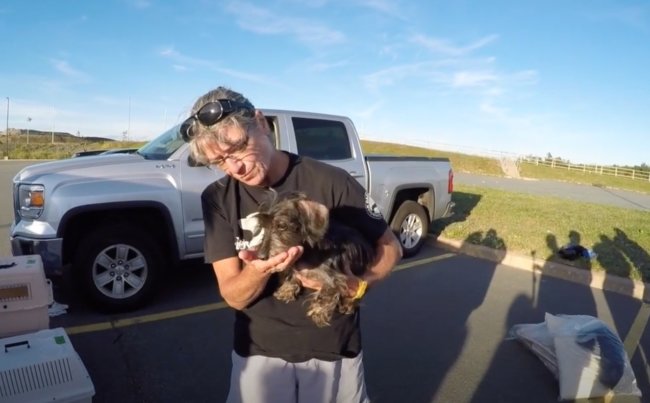 ダックスフンド,動画