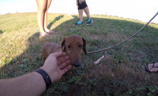 ダックスフンド,動画