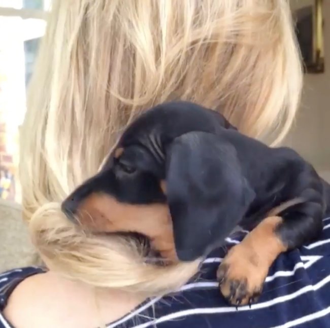 ダックスフンド,Instagram