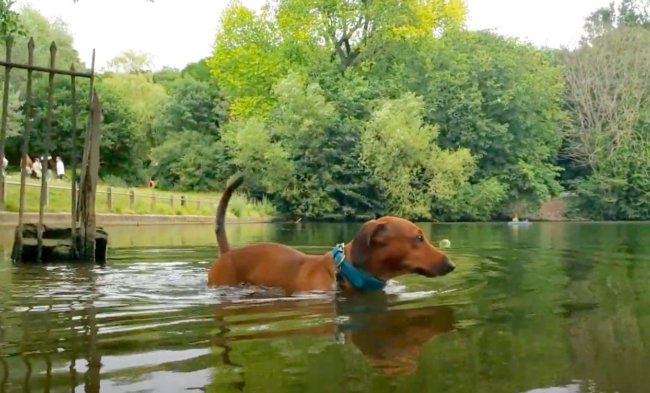 ダックスフンド,動画