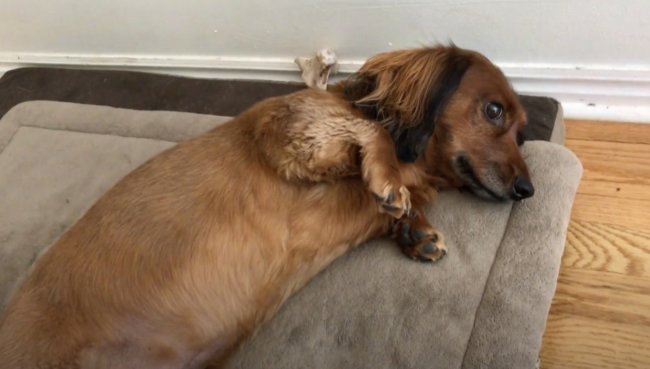 ダックスフンド,動画