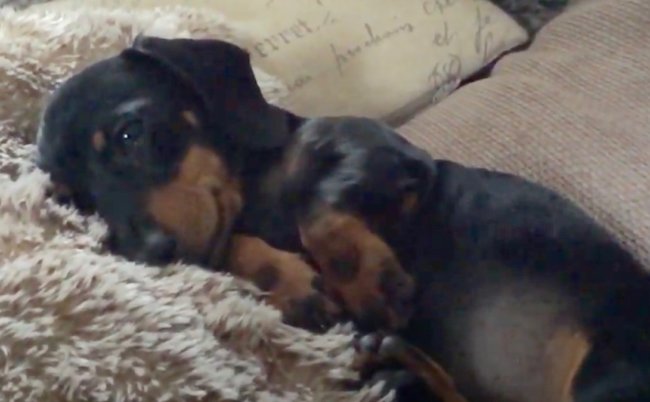 ダックスフンド,動画