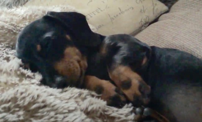 ダックスフンド,動画