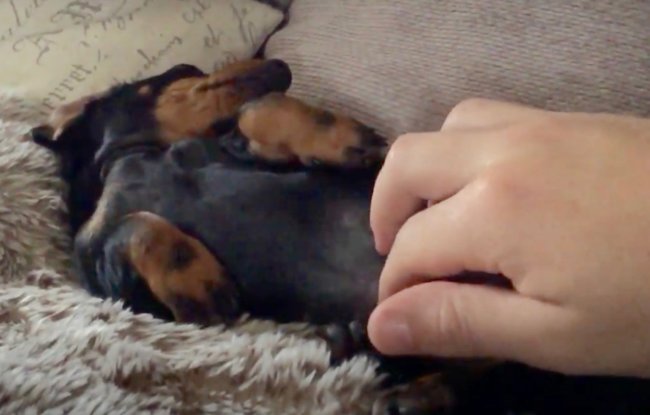 ダックスフンド,動画