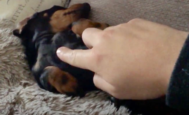 ダックスフンド,動画