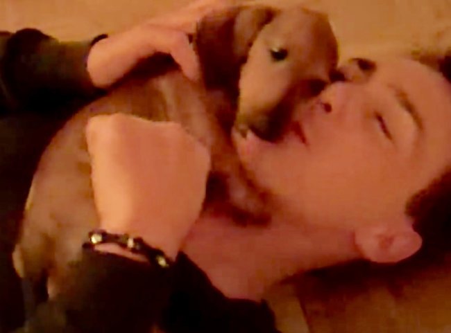 ダックスフンド,動画