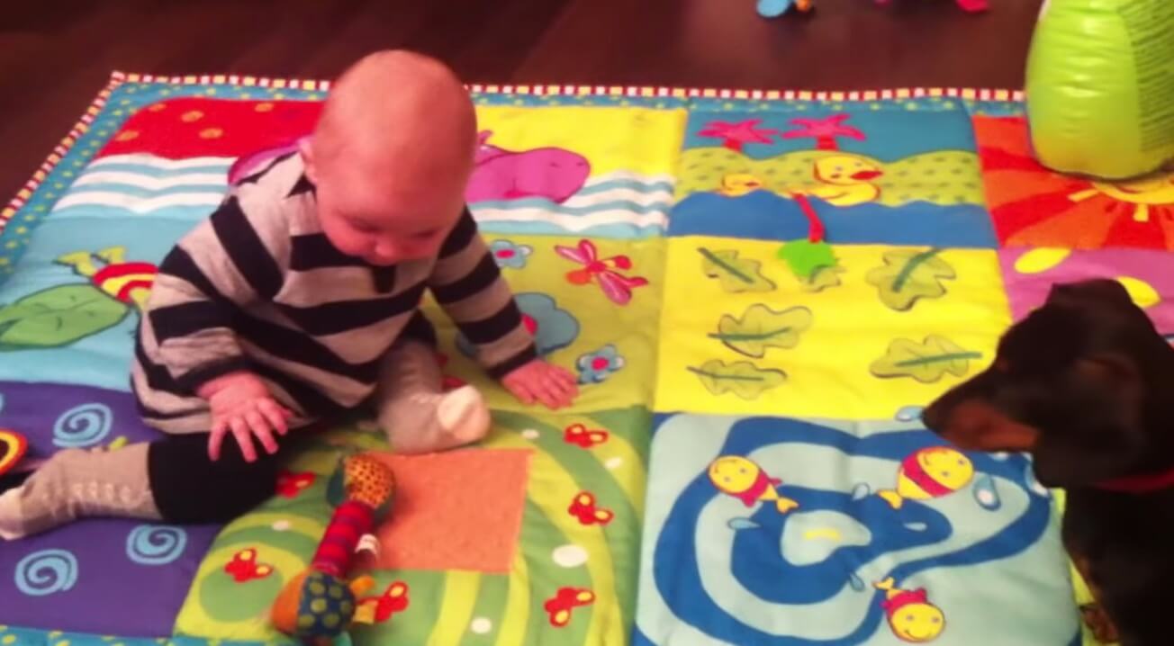 ダックスフンド,動画