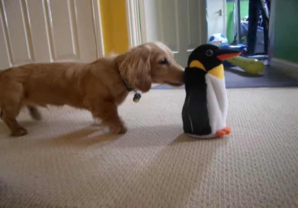 ダックスフンド,動画