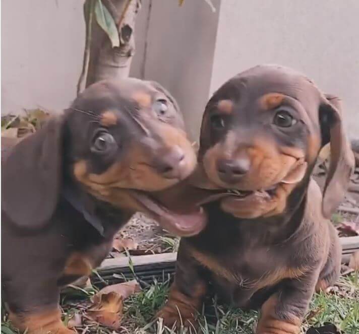 ダックスフンド,動画