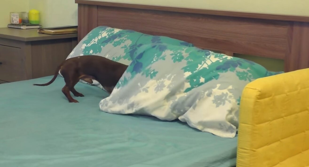 ダックスフンド,動画