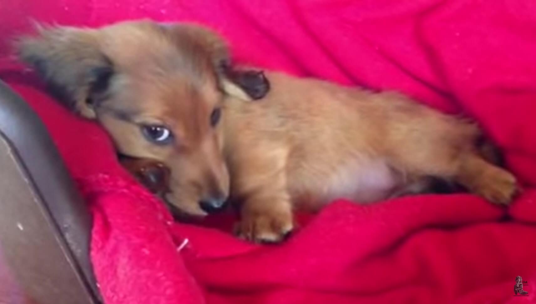 ダックスフンド,動画